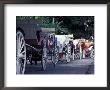 Horsedrawn Carriage At Jackson Square, French Quarter, Louisiana, Usa by Adam Jones Limited Edition Print