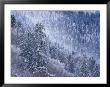 Snowy Trees On Mountain Slope, Morton Overlook, Great Smoky Mountains National Park, Tennessee, Usa by Adam Jones Limited Edition Print