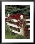 Roses On White Wooden Fence, Louisville, Kentucky, Usa by Adam Jones Limited Edition Print