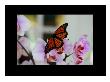 Butterfly Vi by Miguel Paredes Limited Edition Print