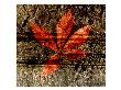 Red Leaves I by Miguel Paredes Limited Edition Pricing Art Print