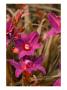 Lyla Ii by Miguel Paredes Limited Edition Print