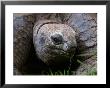 Aldabra Tortoise, Native To Aldabra Island, Near Seychelles by Adam Jones Limited Edition Pricing Art Print