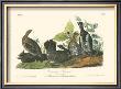 Canada Grouse by John James Audubon Limited Edition Print