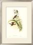 Hummingbird Ii by John Gould Limited Edition Print