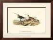 Red-Backed Sandpiper by John James Audubon Limited Edition Print
