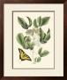Butterfly And Botanical Ii by Mark Catesby Limited Edition Print