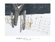 Maple Leaf Fence by Robert Bateman Limited Edition Print