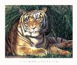 Tiger Resting by Stan Kaminski Limited Edition Print