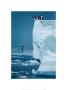 Penguins Diving Off Iceberg by Steve Bloom Limited Edition Print