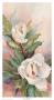 Classic Magnolia Ii by Barbara Mock Limited Edition Print