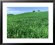 Wheat Crop And Distant Barn, Colfax, Washington by Adam Jones Limited Edition Print