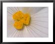 Begonia Flower by Adam Jones Limited Edition Pricing Art Print