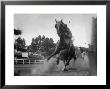 Horse Twisting Its Body As It Hits Turn During Race At Cumberland by Hank Walker Limited Edition Print