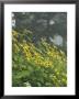 Hillside Of Woodland Sunflowers, Great Smoky Mountains National Park, Tennessee, Usa by Adam Jones Limited Edition Print