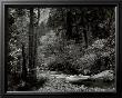 Tenaya Creek, Dogwood, Rain, Yosemite National Park, Ca 1948 by Ansel Adams Limited Edition Print