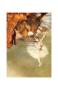 L'etoile, Or La Danseuse Sur La Scene by Edgar Degas Limited Edition Pricing Art Print