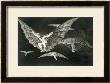 A Way Of Flying, Plate 13 Of Proverbs, 1819-23, Published 1864 by Francisco De Goya Limited Edition Pricing Art Print