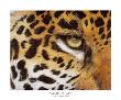 Camouflage by Lucie Bilodeau Limited Edition Pricing Art Print
