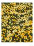 Hillside Pattern Of Jonquils, Ky by Adam Jones Limited Edition Print