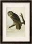 Great Cinereous Owl by John James Audubon Limited Edition Print