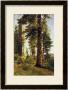 California Redwoods by Albert Bierstadt Limited Edition Pricing Art Print