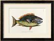 The Parrot Fish by Mark Catesby Limited Edition Print