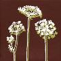 Queen Anne's Lace by Andrea Smith Limited Edition Pricing Art Print
