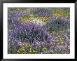 Blue Pod Lupin And Dandelions, Crescent City, California, Usa by Adam Jones Limited Edition Print