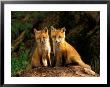 Red Fox Near Den Entrance by Adam Jones Limited Edition Pricing Art Print