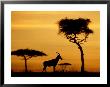 Topi At Sunrise, Kenya by Steve Turner Limited Edition Pricing Art Print