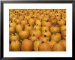 Harvested Pumpkins, Louisville, Kentucky, Usa by Adam Jones Limited Edition Print