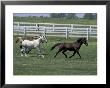 Thoroughbred Horses Running, Kentucky Horse Park, Lexington, Kentucky, Usa by Adam Jones Limited Edition Print