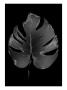 X-Ray Vii by Miguel Paredes Limited Edition Pricing Art Print