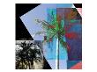 New Palms Xxii by Miguel Paredes Limited Edition Print