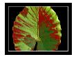 Abstract Leaves Vii by Miguel Paredes Limited Edition Print