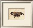 Butterfly Iv by Steve Butler Limited Edition Print