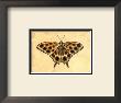 Butterfly Ii by Steve Butler Limited Edition Print