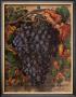 Prize Black Hamburg Grapes by Currier & Ives Limited Edition Pricing Art Print