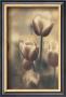 Tinted Tulips Iii by Thea Schrack Limited Edition Pricing Art Print