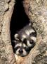Baby Raccoons In Tree Cavity by Adam Jones Limited Edition Pricing Art Print