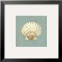 Scallop Shell by Lisa Danielle Limited Edition Print