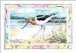 American Avocet by Paul Brent Limited Edition Pricing Art Print