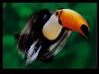 Ramphastos Toco (Toucan) by Steve Bloom Limited Edition Print