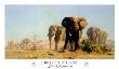 The Ivory Is Theirs by David Shepherd Limited Edition Pricing Art Print