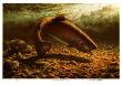 Riverbed - Rainbow Trout by Michael Dumas Limited Edition Print