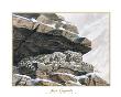 Snow Leopards by Don Balke Limited Edition Print