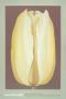 Yellow Tulip by Lowell Nesbitt Limited Edition Print