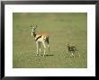 Thomsons Gazelle, Mother With Newborn, Kenya by Adam Jones Limited Edition Pricing Art Print