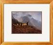 Bookcliffs Elk I by Michael Coleman Limited Edition Print